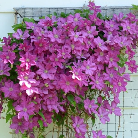 Climbing Vines - Nature Hills Nursery