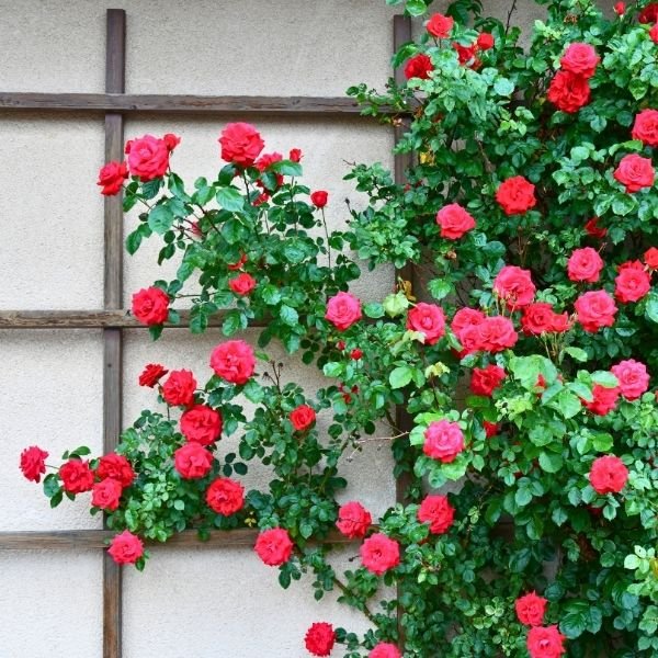 Climbing Rose Bushes