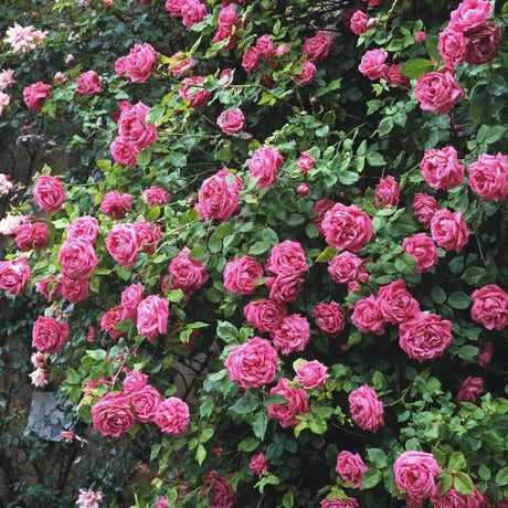 Climbing Rose Bush