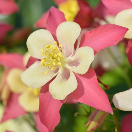 Columbine - Nature Hills Nursery