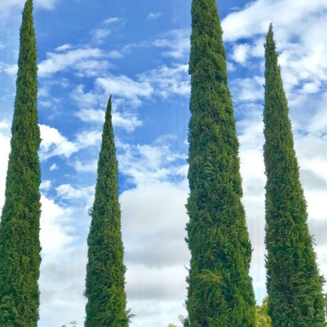 Columnar Trees