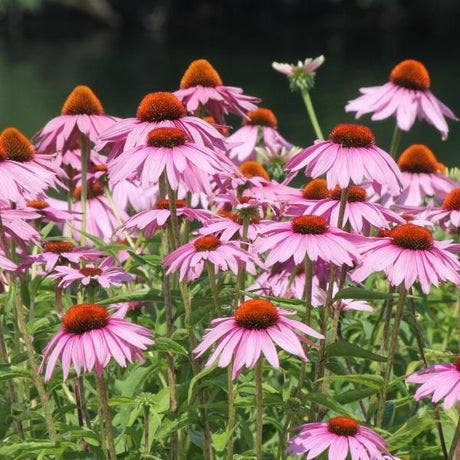 Coneflower - Nature Hills Nursery