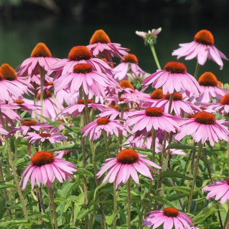 Coneflower