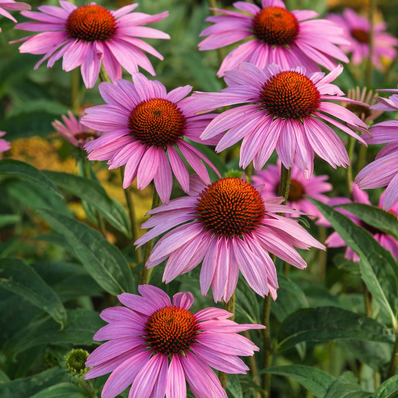 Coneflower