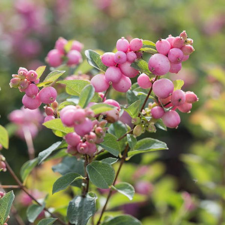 Coralberry Bush