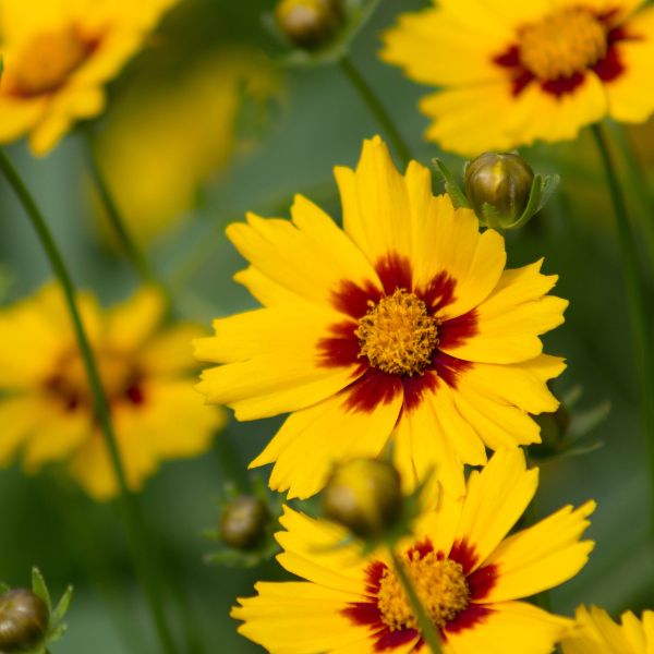 Coreopsis - Nature Hills Nursery