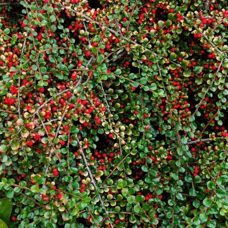 Cotoneaster Bush