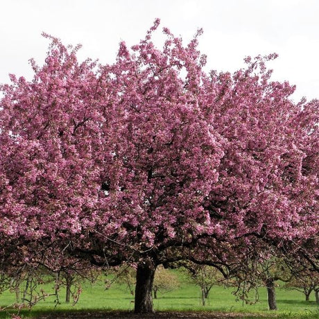 blooming crabapple tree