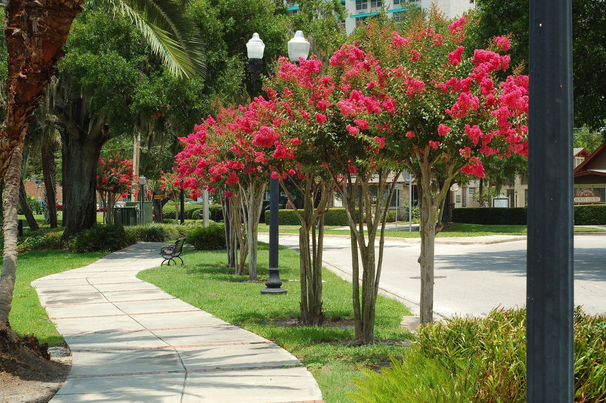 Types Of Red Crape Myrtle