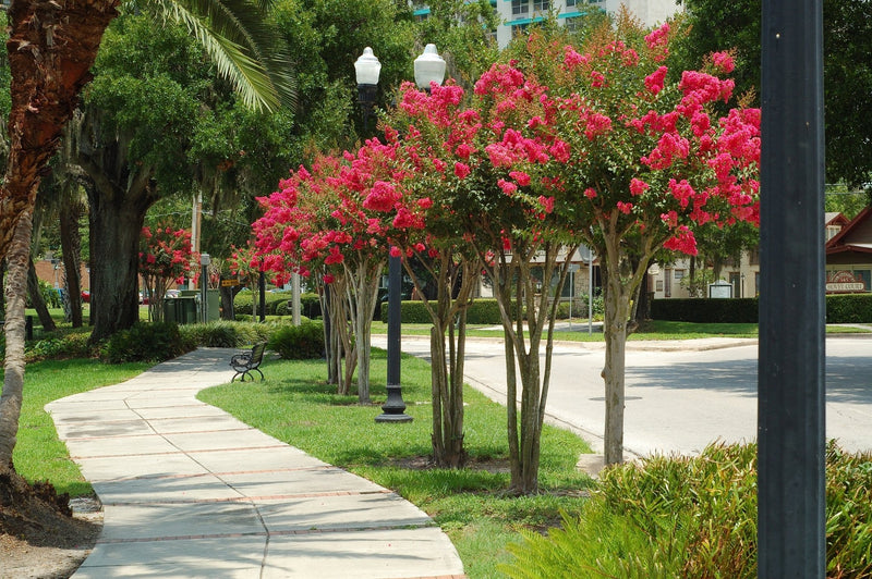 A vibrant pink crepe myrtle tree in full bloom, showcasing its signature multi-trunk structure and lush summer flowers.
