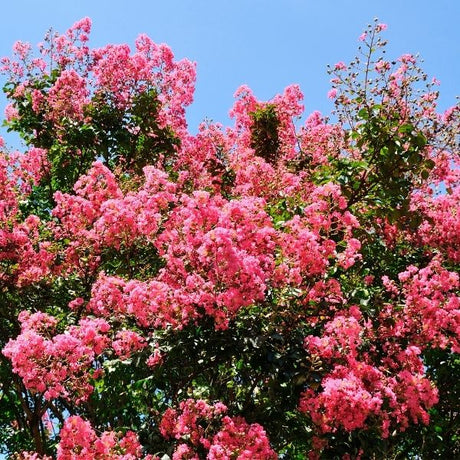 Crape Myrtle Shrub