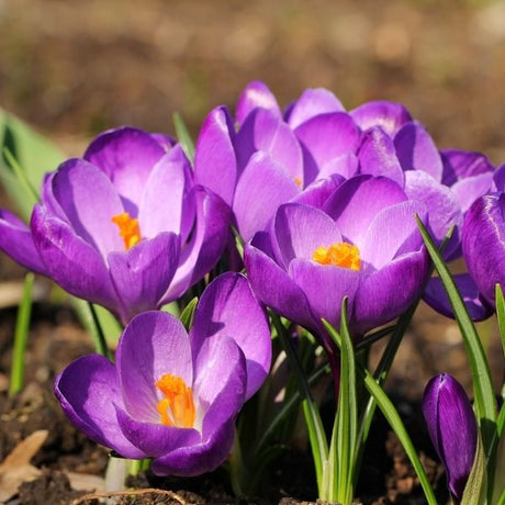 Crocus Bulbs - Nature Hills Nursery