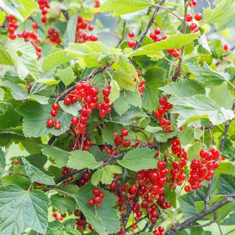 Currant Bushes