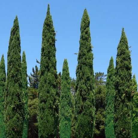 Cypress Tree