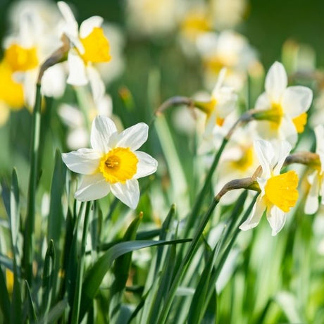 Daffodils