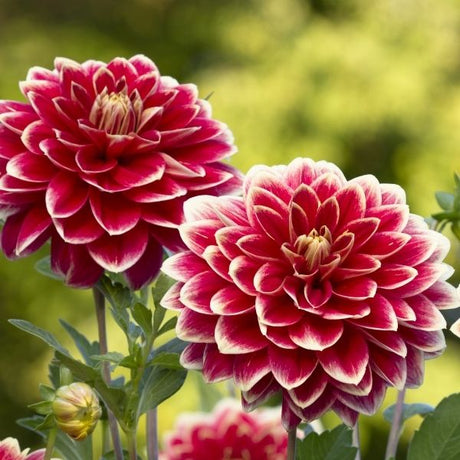 Dahlia Bulbs