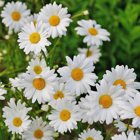 Daisies