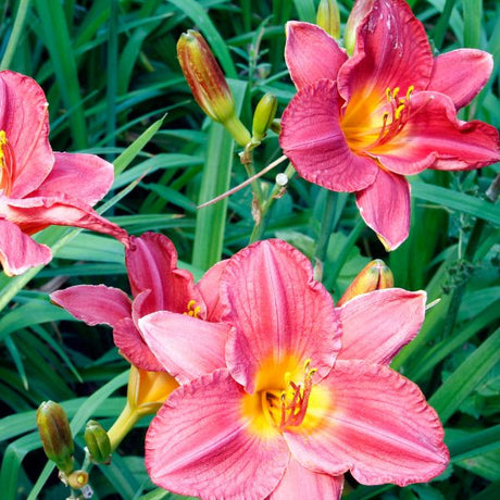 Daylilies