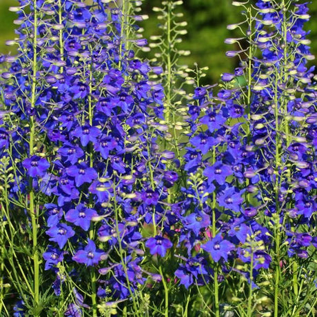 Delphinium - Nature Hills Nursery