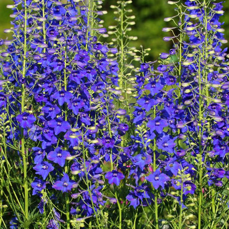 Delphinium