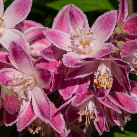 Deutzia Bushes