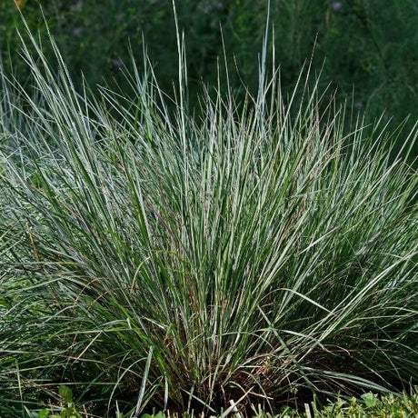 Drought Tolerant Grasses