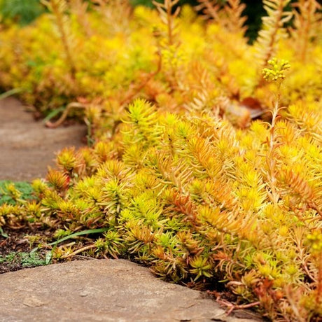 Drought Tolerant Groundcovers