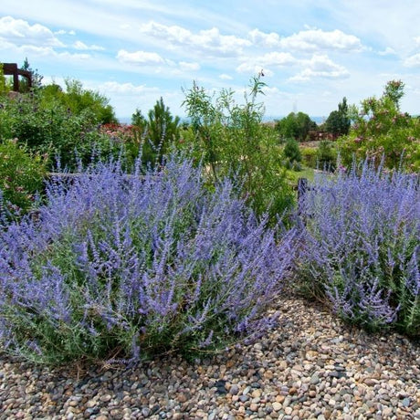 Drought Tolerant Perennials