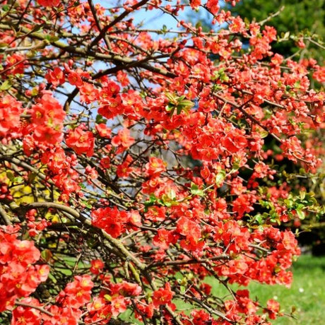 Drought Tolerant Shrubs