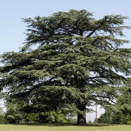 Drought Tolerant Trees