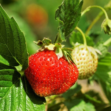 Edible bareroot strawberry