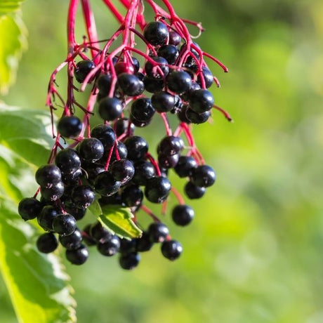 Elderberry Bush