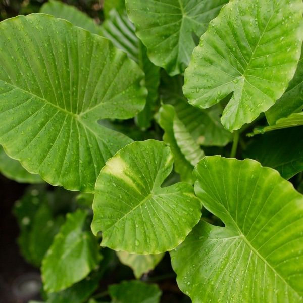 Elephant Ears - Nature Hills Nursery