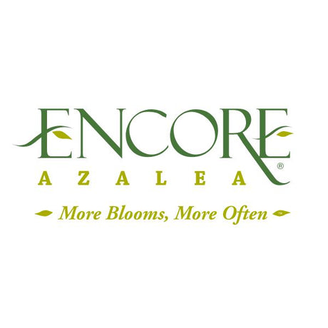 Encore Azaleas