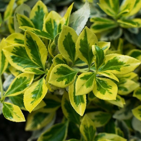 Euonymus bush