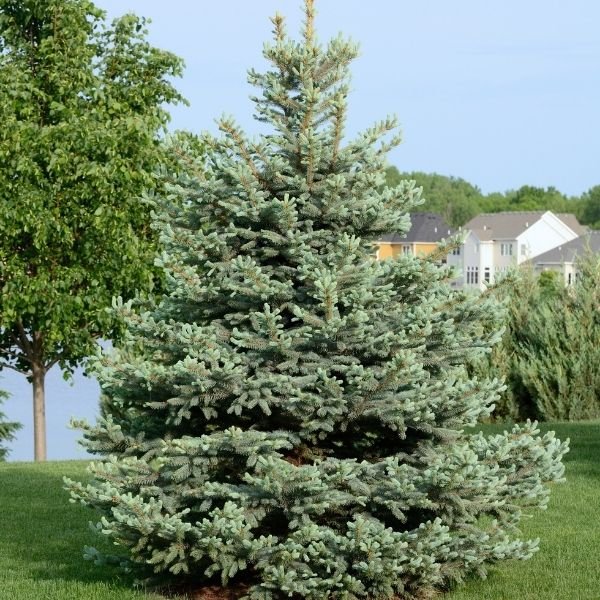 Evergreen Trees - Nature Hills Nursery