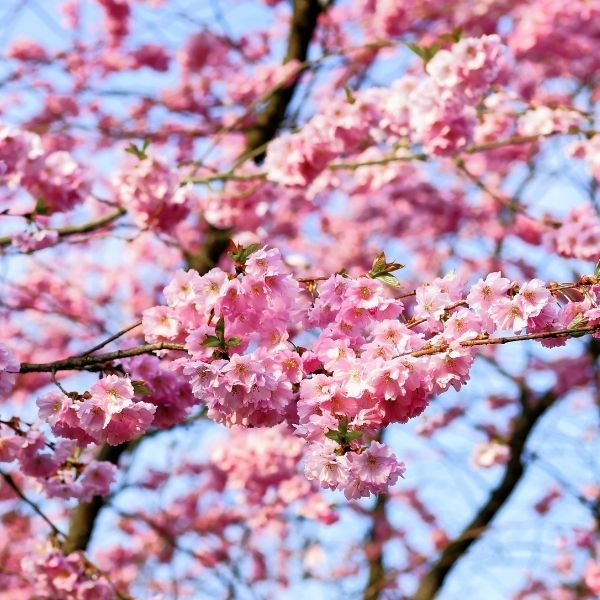 Flowering Cherry Trees