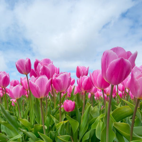 Tulips in an open field