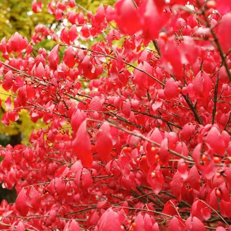 Fall Color Bushes