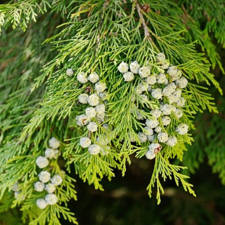 False Cypress Shrubs