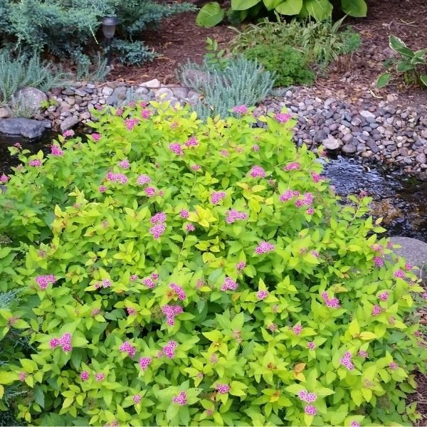 Fast Growing Bushes - Nature Hills Nursery