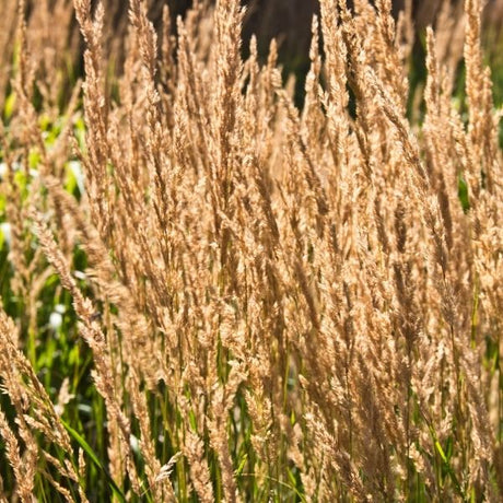 feather reed grass