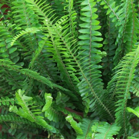 ferns