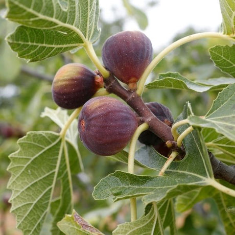 Fig Tree