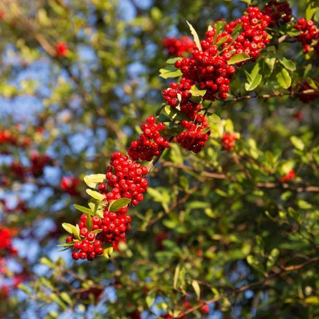 Firethorn Shrubs