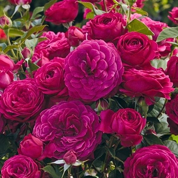 Rose Bush Java Drift Groundcover Roses - Low Growing, Easy Care Rose Bushes | Nature Hills