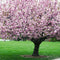Flowering Trees