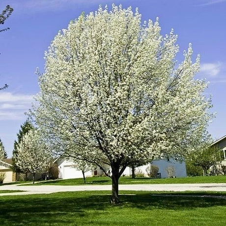 shop flowering pear trees for a blizzard of white blooms