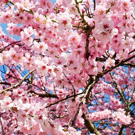 Flowering Cherry Tree