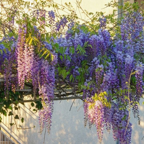 Wisteria flowering vine